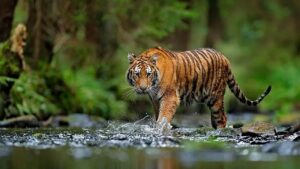 বিশ্ব বাঘ দিবস আজ: সুন্দরবনে বাঘ বেড়েছে ১০ শতাংশ