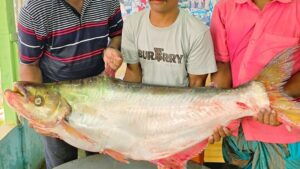 পদ্মার ১১ কেজির মাছ ৪৬ হাজার টাকায় বিক্রি