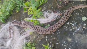রাজশাহীতে একমাসে মৃত ৩০০ ও জীবিত ২৫০ সাপ উদ্ধার