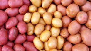 আলুর সর্বনিম্ন দাম বেঁধে দিলো সরকার