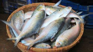 ভারতকে ট্রানজিট বানিয়ে ইলিশ পাচার, খবর প্রকাশের পর রপ্তানি বন্ধ