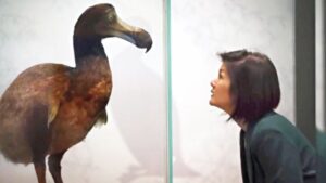 বিলুপ্ত প্রানী‘ডোডো’ ফেরাতে উদ্যোগ