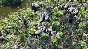 গ্রামটি অতিথি পাখির স্বর্গরাজ্য