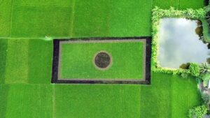 নজর কাড়ছে নাটোরের ধানগাছে আঁকা জাতীয় পতাকা