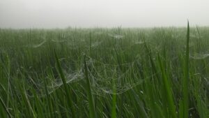 পঞ্চগড়ে বৃষ্টির মতো ঝরছে কুয়াশা, দুয়ারে কড়া নাড়ছে শীত