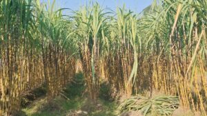 লাভের আশায় বাগেরহাটে আবারও আখ চাষে জোয়ার