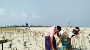 ব্রহ্মপুত্রের ভাঙন ঠেকাতে গ্রামবাসীর চেষ্টা