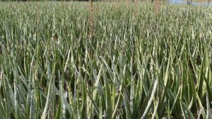 দেশের একটি গ্রামে শত কোটি টাকার বাণিজ্য