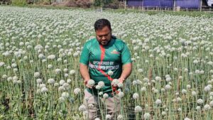 পেঁয়াজের বীজ চাষে কৃষি উদ্যোক্তা হুমায়নের বাজিমাত