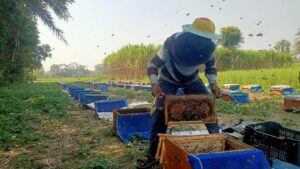 বরিশালে সরিষার বাম্পার ফলন, নেই মধু সংগ্রহে উদ্যোগ