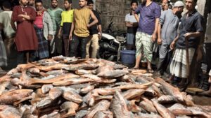 টেকনাফে এক জালে ধরা পড়লো ১২০ মণ কোরাল