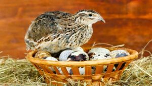 কোয়েল পাখির ডিমের গুণাগুণ