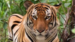 থাইল্যান্ডে মারা যাচ্ছে বাঘ, ছড়িয়ে পড়েছে ভাইরাস